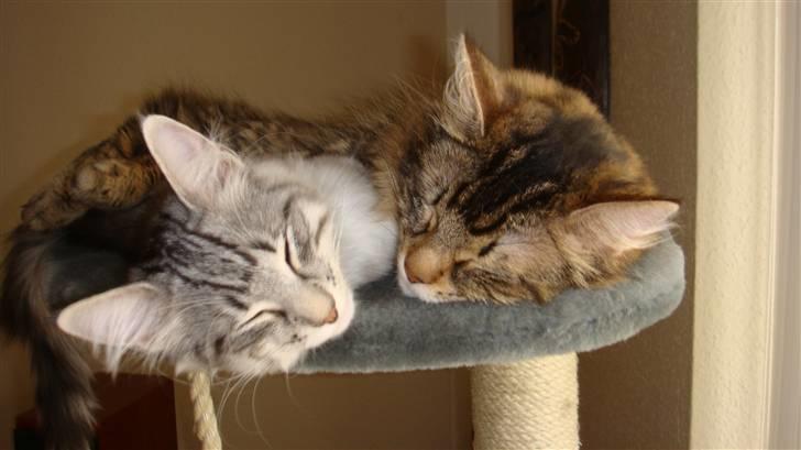 Norsk Skovkat Tyson billede 3