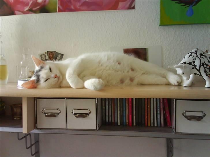 Huskat Snowie - Snowie og hendes gravide mave billede 13