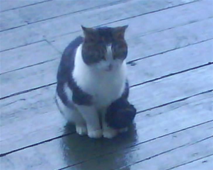 Huskat Snowie - Snowie´s kæreste og faren til kilingerne. billede 14