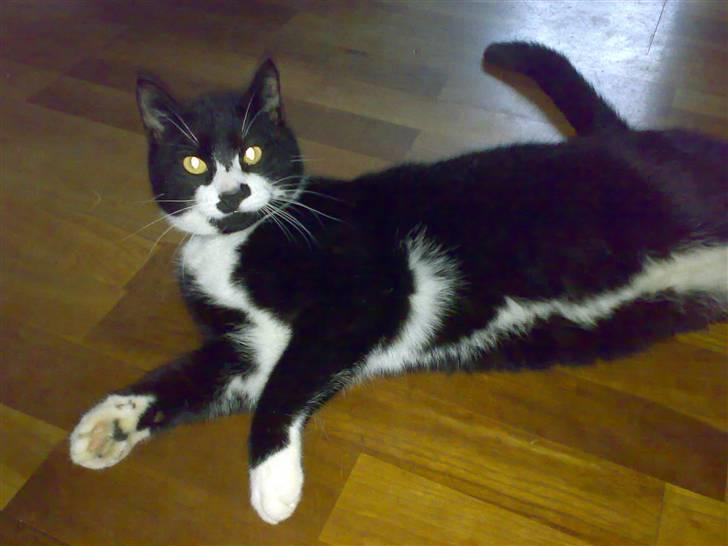 Huskat Toby billede 12