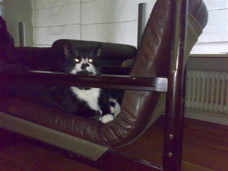 Huskat Toby billede 13