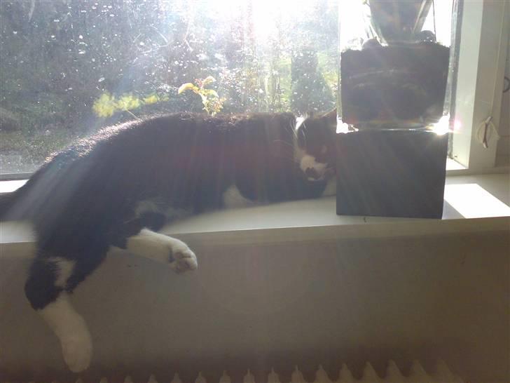 Huskat Toby billede 14