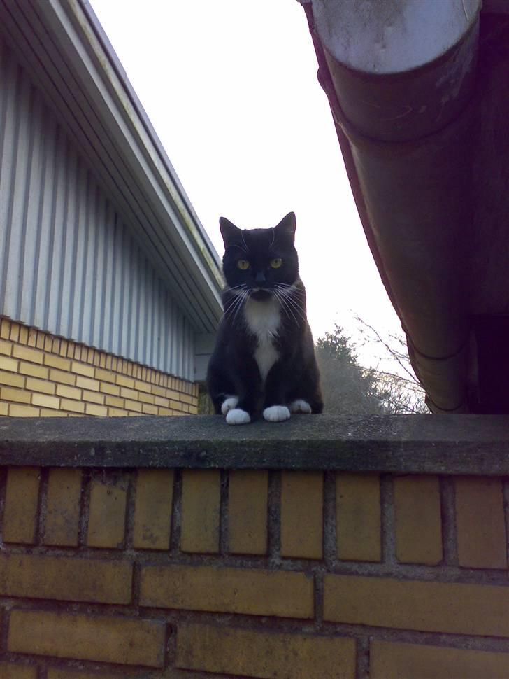 Huskat Lille My billede 9