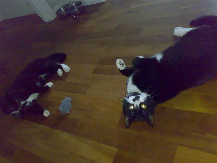 Huskat Lille My billede 10