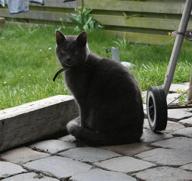 Blanding af racer Phoebe billede 1