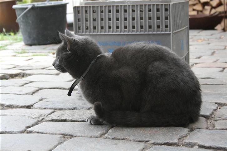 Blanding af racer Phoebe - Tager en slapper på terassen billede 2