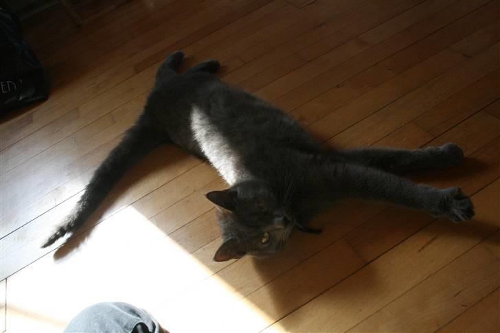 Blanding af racer Phoebe - Lille mis kan blive meget lang :b billede 3