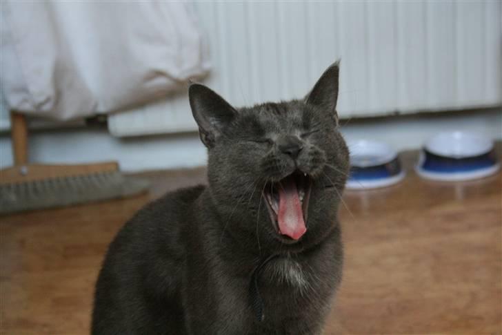 Blanding af racer Phoebe - Jaa det er hårdt at være ultra killer kat :D billede 4