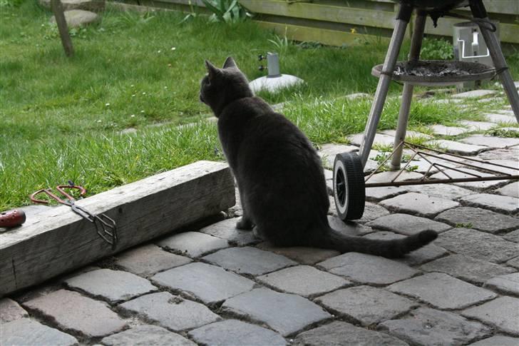 Blanding af racer Phoebe billede 5