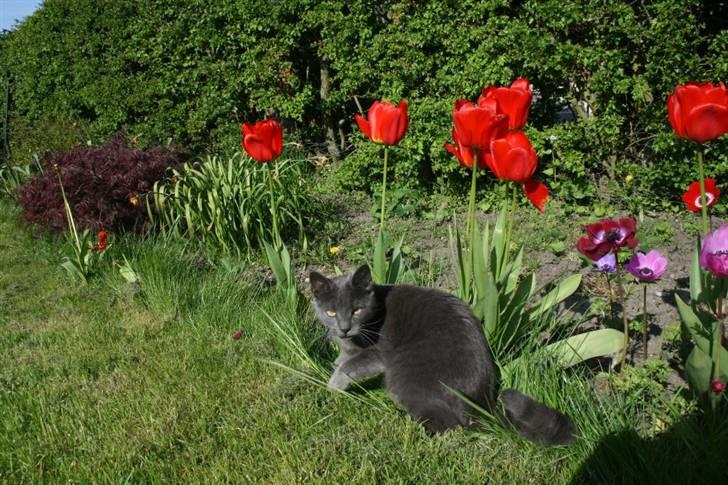 Blanding af racer Phoebe billede 6