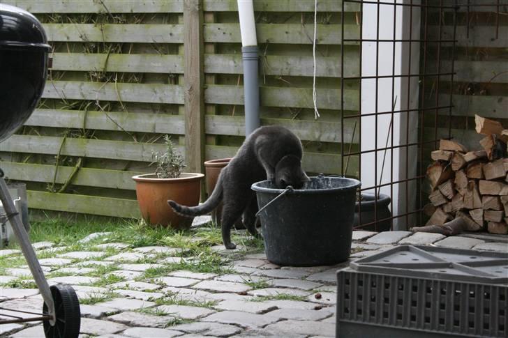 Blanding af racer Phoebe - Mad? billede 7