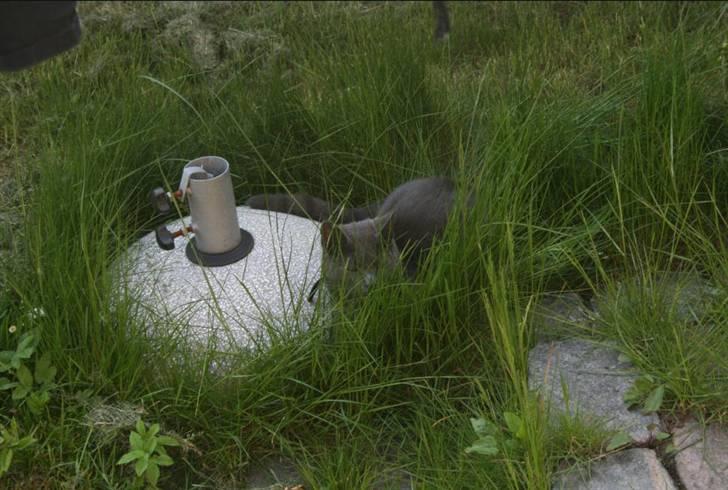 Blanding af racer Phoebe billede 8