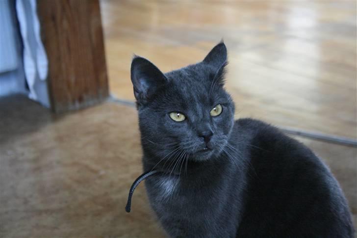 Blanding af racer Phoebe billede 9