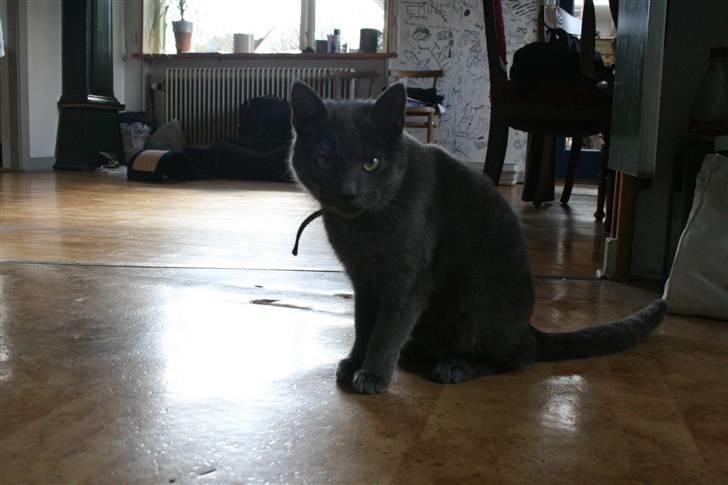 Blanding af racer Phoebe - Kamera? Er det mad? (mega optimistiske kat) billede 10