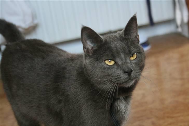 Blanding af racer Phoebe billede 11