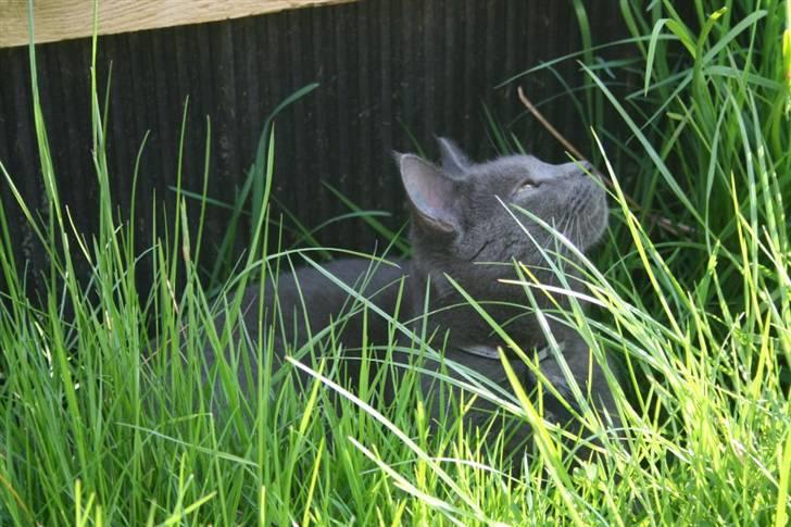 Blanding af racer Phoebe billede 12