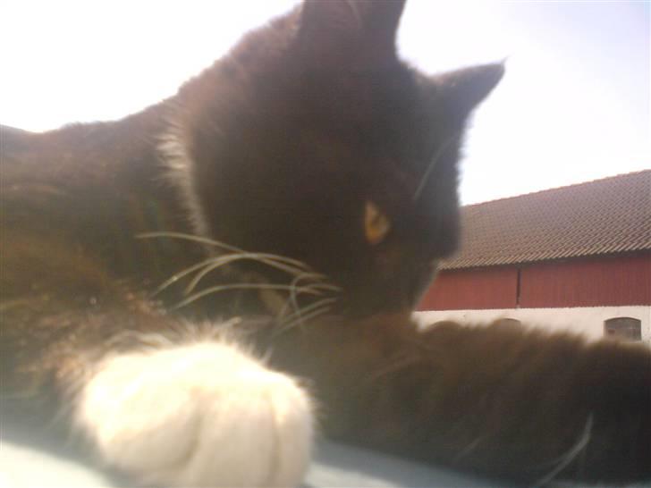 Blanding af racer laydi - jeg vasker mig lige billede 1