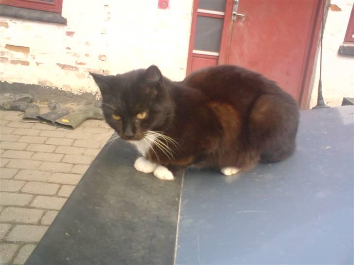 Blanding af racer laydi billede 2