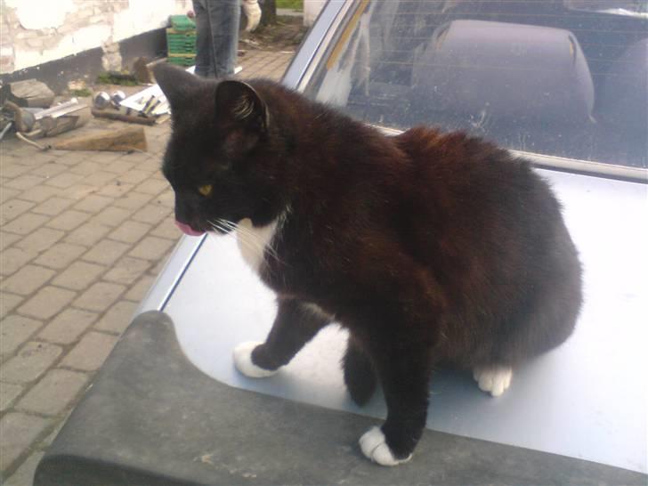 Blanding af racer laydi billede 3