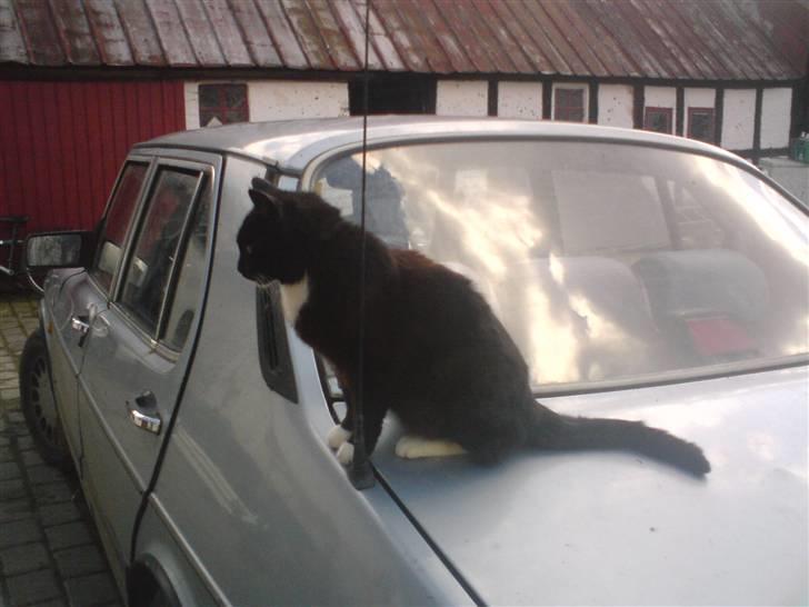 Blanding af racer laydi billede 4