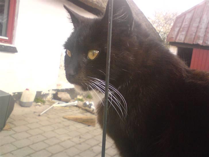 Blanding af racer laydi billede 5