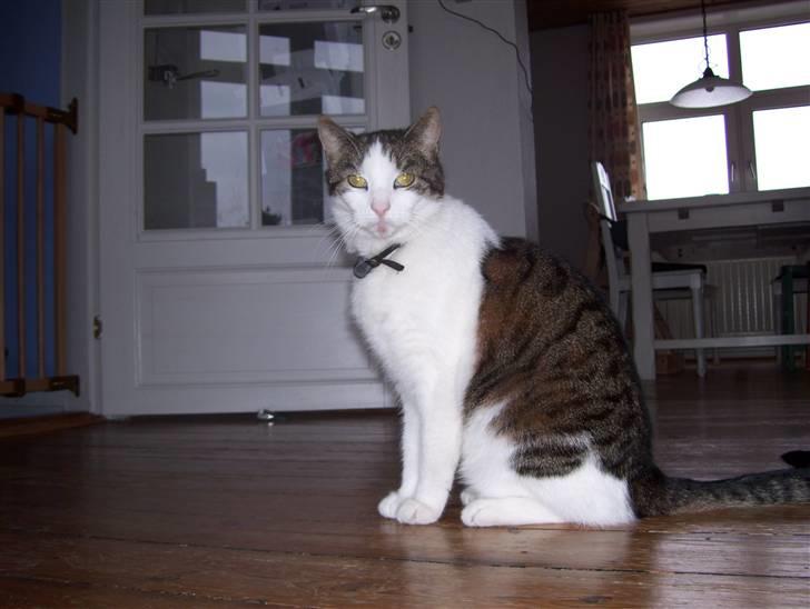 Huskat Totte billede 1