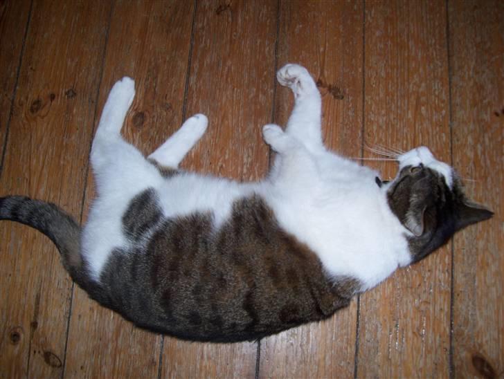 Huskat Totte billede 2