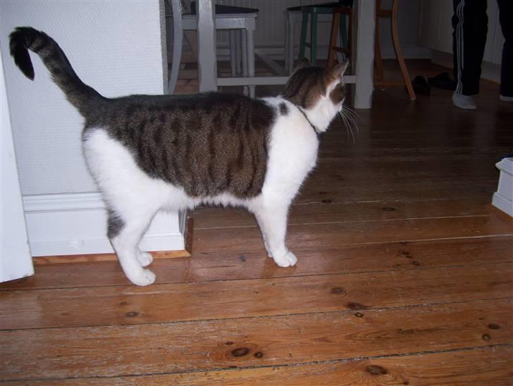 Huskat Totte billede 3