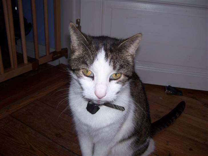 Huskat Totte billede 4