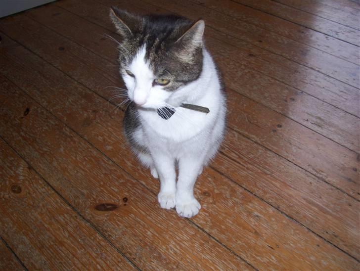 Huskat Totte billede 5