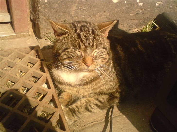 Blanding af racer monkey billede 2