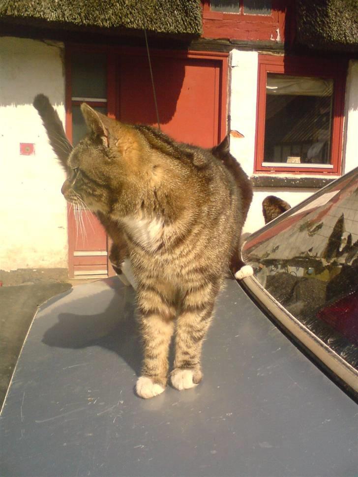 Blanding af racer monkey billede 3