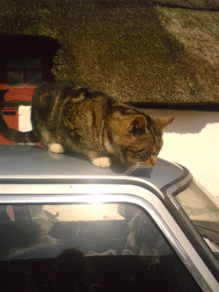 Blanding af racer monkey billede 4