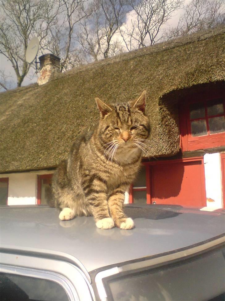 Blanding af racer monkey billede 5