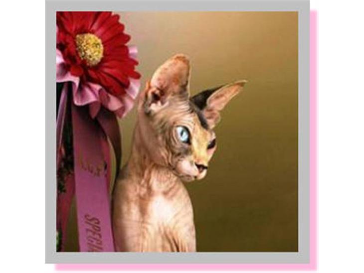 Sphynx Piacenca Coffee billede 1