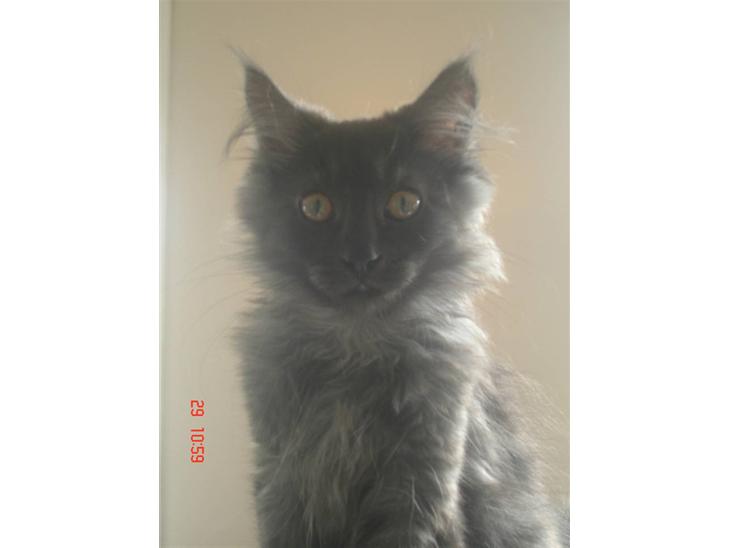 Maine Coon DK Kruse Aseem (Solgt) billede 1