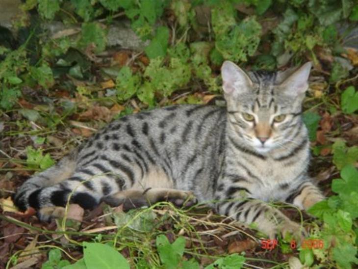 Bengal O'malley - O´malley nyder solen d; billede 1