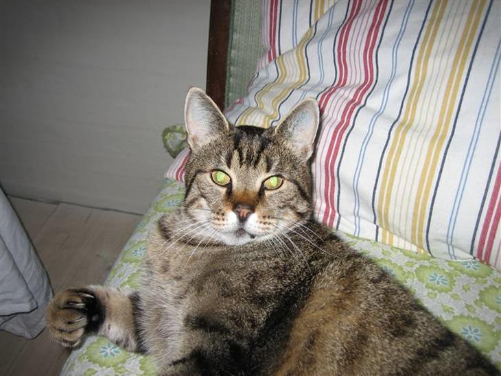 Huskat Grunk billede 1