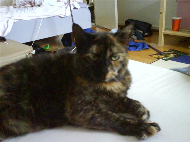 {{currentPhoto.altText}} billede {{currentPhoto.number}}