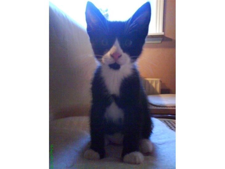 {{currentPhoto.altText}} billede {{currentPhoto.number}}