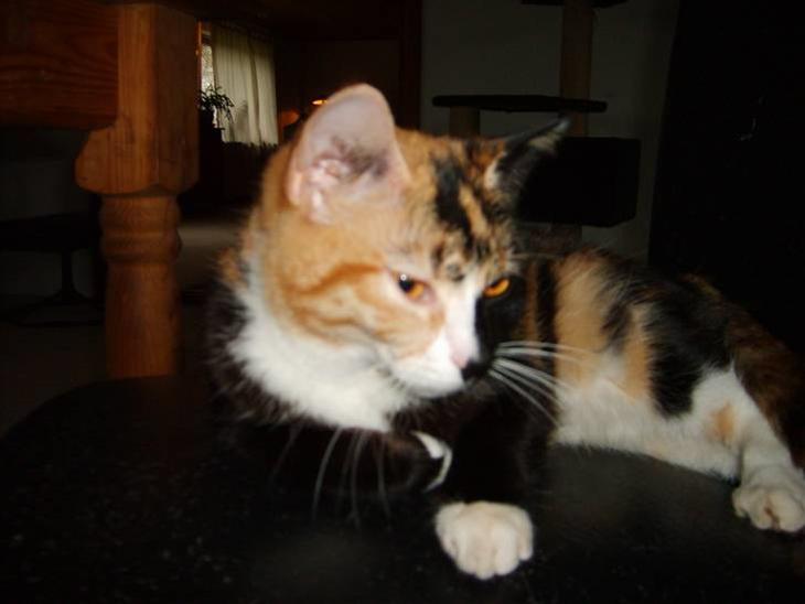 {{currentPhoto.altText}} billede {{currentPhoto.number}}