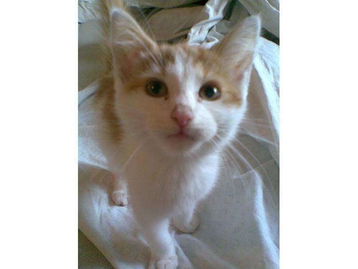 Blanding af racer **Prins Loui Charming**<3 - Lille Loui, fra dengang jeg fik ham :D billede 1