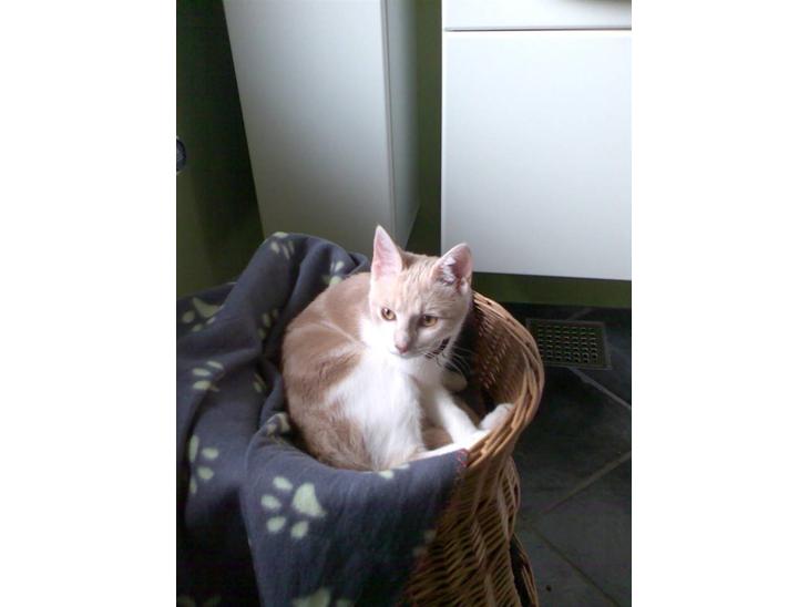 Huskat Minnie R.I.P  : ( billede 1