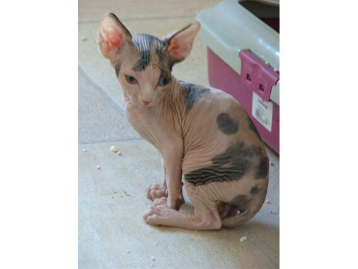 Sphynx Clara billede 1