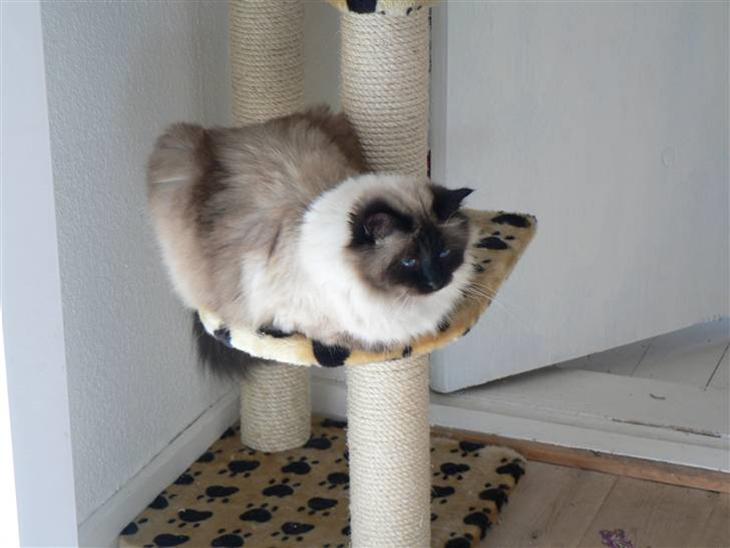 Hellig Birma Cleo - Cleo billede 1