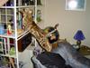 Ocicat Tabby