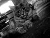 Maine Coon DK Amazing Paw´s Joey