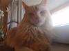 Maine Coon Spikey