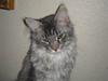 Maine Coon louie