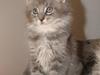 Maine Coon Caladesi Island